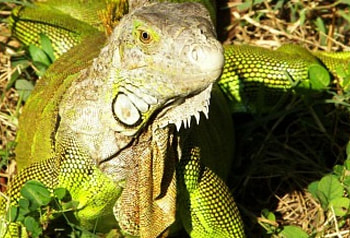Untitled , iguana, reptile, lizard HD wallpaper