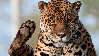 Leopard, pisica, tigru, leu, jaguar HD wallpaper
