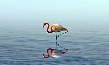 Flamingo, reflection, lake HD wallpaper