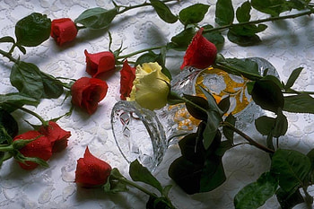 11 roses, rose, roses, plants, red, nature, flowers, nice HD wallpaper