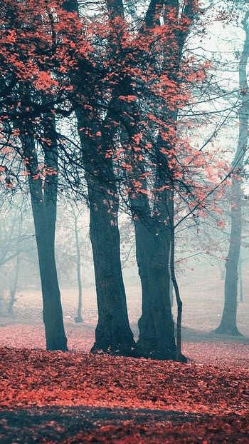 Aesthetic, Forest, Trees, nature HD phone wallpaper