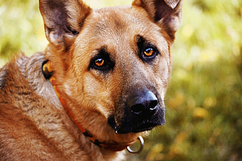 Animals, Dog, Eyes, Sadness, Sight, Opinion, Sorrow HD wallpaper