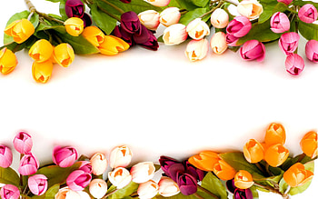 tuplips frame, tupils, beautiful, colours, frame HD wallpaper