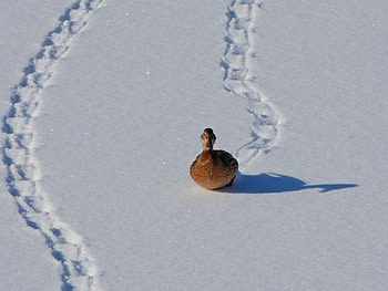 Animals, Birds, Ducks HD wallpaper