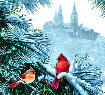 The Cardinal's Church FC, animal, songbirds, architecture, bird, art, beautiful, illustration, church, avian, artwork, wide screen, wildlife, painting, nature, cardinals HD wallpaper