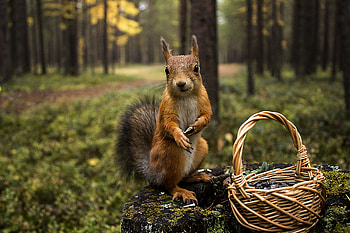 Animals, Squirrel, Grass, Summer, Greens, Basket HD wallpaper