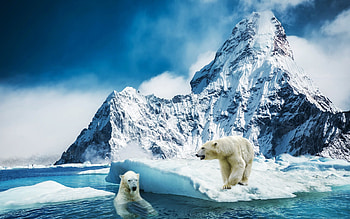 Polar Bears, animal, bears, polar, ice HD wallpaper