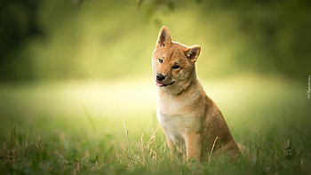 Shiba Inu, Summer puppy, Shiba inu dog HD wallpaper