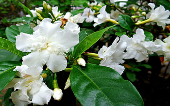 Flowers, Leaves, Plant HD wallpaper