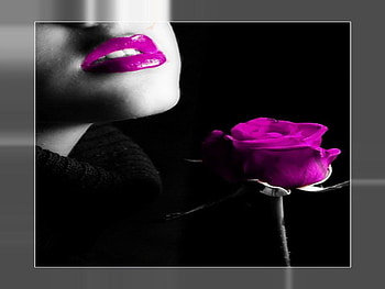 Purple rose, rose, purple, black, grey HD wallpaper
