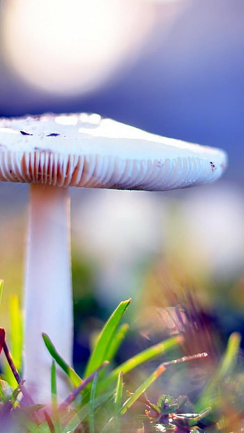 Nice, Mashroom, beautiful HD phone wallpaper