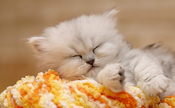 Cat, kitten, kitty, cats, cute, sleepy, sleeping, beauty, animals, hat, sweet, beautiful, paws, cat face, pretty, face, lovely HD wallpaper