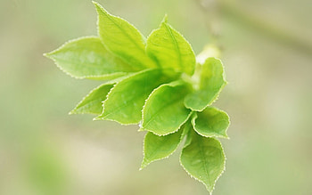 Leaves, Macro, Light, Petals, Greens, Light Coloured HD wallpaper