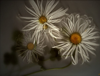 Daisies, 3d HD wallpaper
