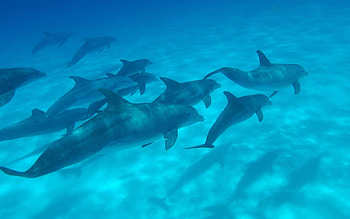 Animals, Dolfins, Sea, Underwater World, To Swim, Swim HD wallpaper