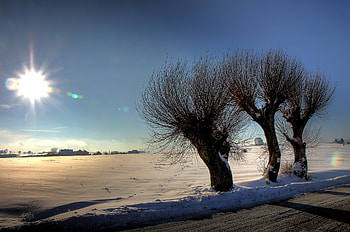 Nature, Trees, Sun, Snow, Glare, Shine, Light, Bars, Rods HD wallpaper