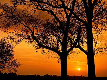 Nature, Trees, Branches, Branch, Outlines, Evening HD wallpaper