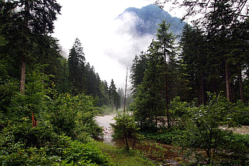 Nature, Rivers, Forest HD wallpaper