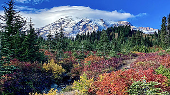Autumn at Mount Rainier, Washington, fall, clouds, landscape, trees, colors, sky, forest, usa HD wallpaper