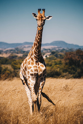 Collection of top-quality giraffe , Full , Nature's beauty, Breathtaking HD phone wallpaper