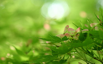 Spring growth, grass, nature, plants, green HD wallpaper