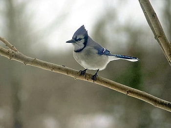 One Two Three Jump, daylight, day, limb, bird, field, animals, bluejay, nature HD wallpaper