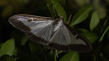 Life cycle of box tree moth, Mating and oviposition, Fascinating stages, Unique insect behavior HD wallpaper