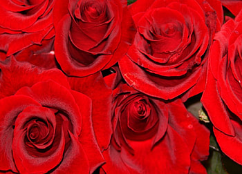 ~ Vibrant Red Roses ~, Roses, flowers, bloom, Red HD wallpaper