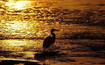 Animals, Water, Sunset, Bird HD wallpaper
