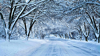 Snow, Winter, Road, , Canopy, Tree HD wallpaper
