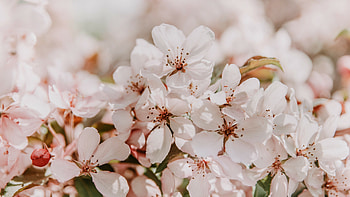Sakura Blossom, Spring HD wallpaper
