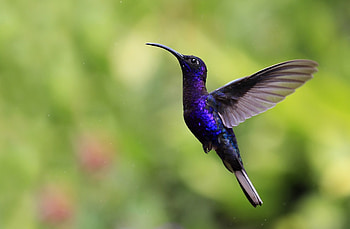 Violet Sabrewing, Hummingbirds HD wallpaper