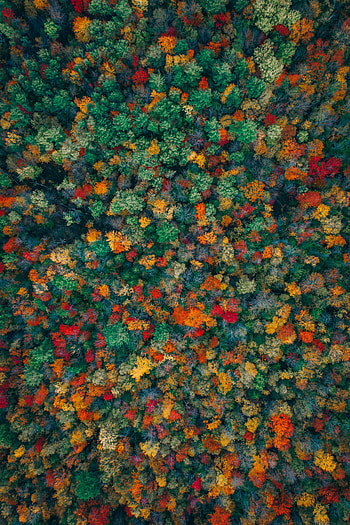 Nature, Trees, Autumn, View From Above, Forest, Multicolored, Motley HD phone wallpaper