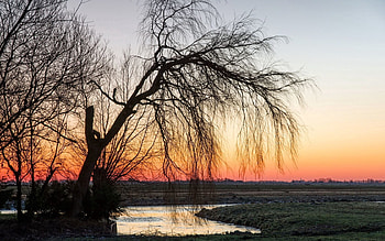 Nature, Sunset, Wood, Tree, Branches, Branch, Willow HD wallpaper