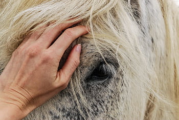 Close-up of a hand gently stroking a white horse's mane, showing affection. HD wallpaper