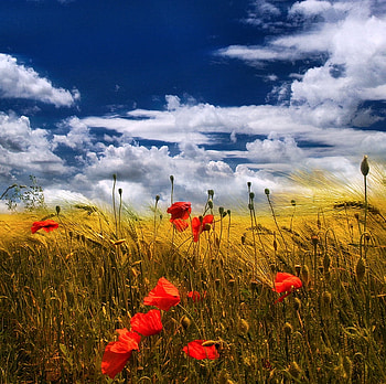 Poppy, red, other, nature, flowers HD wallpaper
