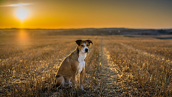 dog, dogs, cute, adorable, lovely HD wallpaper