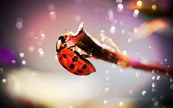 Insects, Ladybugs HD wallpaper