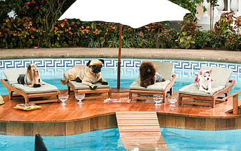 human not allowed, dog, animal, pool, funny HD wallpaper