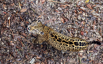 Animals, Autumn, Leaves, Jaguar, View From Above, Predator, Big Cat HD wallpaper