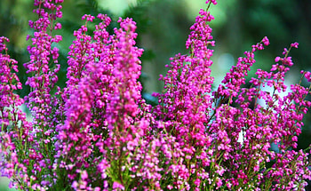 Flowers, Heather, Close-Up, Sharpness HD wallpaper