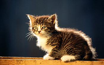 Animals, Cats HD wallpaper