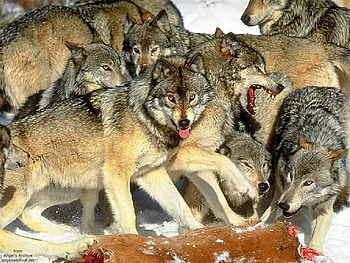 Dinner Time!!!, teeth, eyes, tounges, food, fur, pink, brown, snow, deer, yellow, blood HD wallpaper