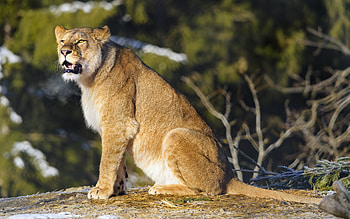 Lioness, animal, cat, lion HD wallpaper