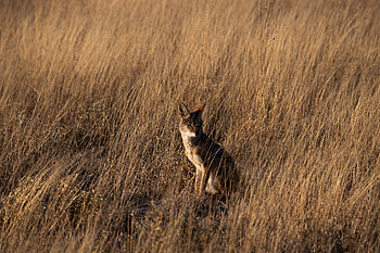 Animals, Grass, Brown, Wildlife, Animal, Coyote HD wallpaper