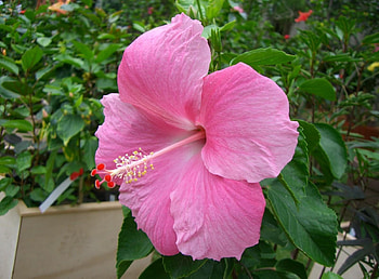 Flowers, Bloom, Flowering, Greens, Handsomely, It's Beautiful, Hibiscus HD wallpaper