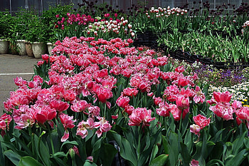 Garden, colorful, Herbaceous plants, beautiful, Tulip HD wallpaper