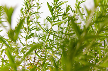 Fairwild foundation, Winter savory preservation, Sustainable herb HD wallpaper