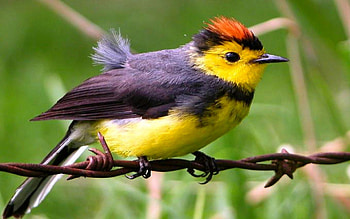 Beautiful Bird, jj, ii, hh, ff, gg HD wallpaper