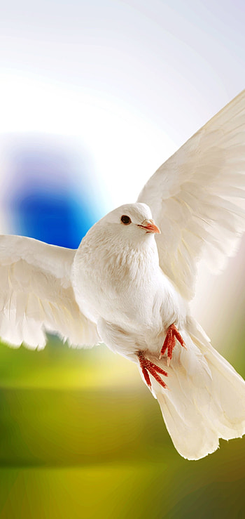 Columbidae family, Majestic pigeons, Vibrant plumage, Bird graphy HD phone wallpaper
